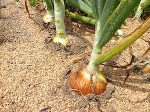 自然農法の白玉ねぎ５ｋｇ