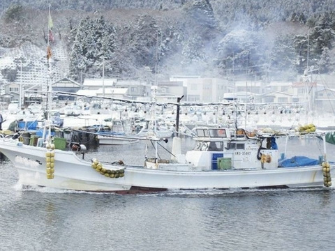 特大‼️肉厚で味の濃い水蛸❗️ 足1本×2パック❗️青森県　津軽海峡産❗️⭐️ 採れたてボイル済み⭐️