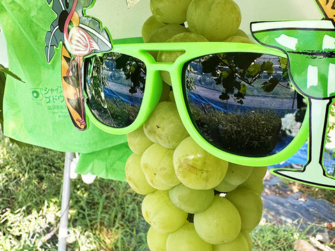 さわやかな甘さ！岡山県産瀬戸ジャイアンツ（約1.5kg、3～4房）