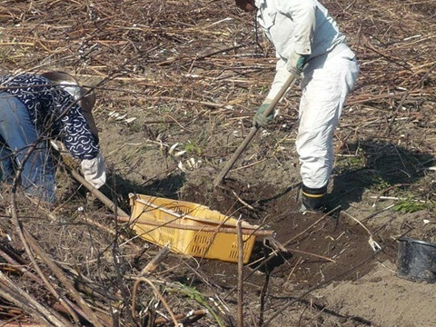 農薬不使用【菊芋粉末&菊芋茶】化学肥料不使用・パウダー微粉末とお茶