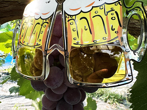 【ぶどうセット】岡山県産3色おいしいぶどう詰め合わせ！ピオ/ドルチェ/シャイン（約1.5-2kg、3～4房）