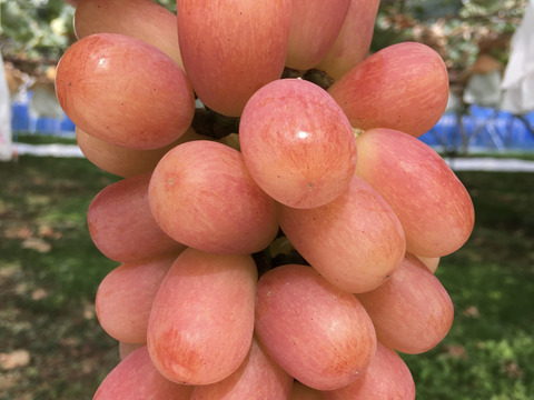 無添加ぶどうジャム120g×4品種セット