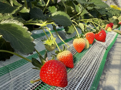 完熟あまりん！数量限定！順次発送！！