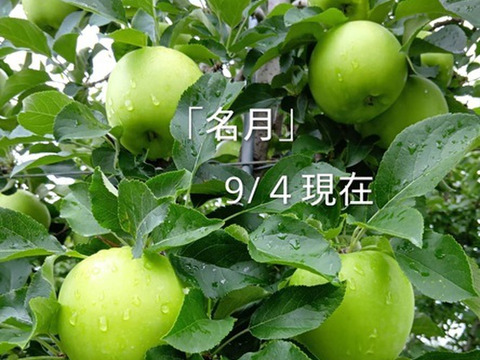 先行予約】「名月約5kg入り」生産者が大好きなりんごです。甘みが強い