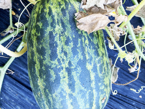 さっぱりした甘さ！岡山県産マクワウリ（約1kg、2～6個）農薬・化学肥料不使用