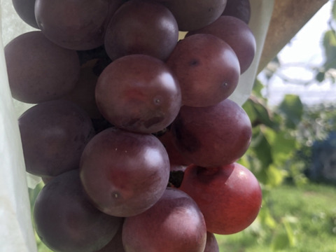 種無しぶどう　甘くてジューシー　竜宝（りゅうほう）1kg