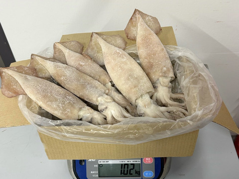 【訳あり】 真イカの丸干し 約１キロ　大中サイズ