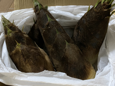 10%増量！訳あり生筍 2.2kg【自然栽培】朝どれ！柔らか殆どアク無し（米糠付き）