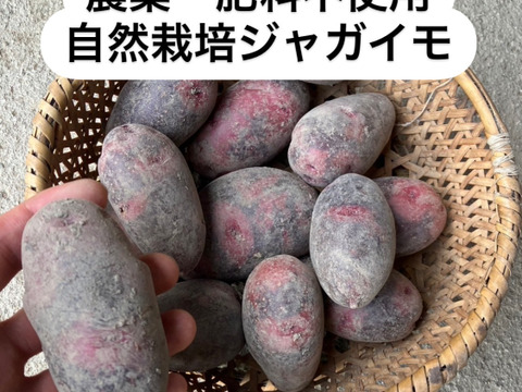 【肥料農薬不使用】自然栽培じゃがいも（グラウンドペチカ）