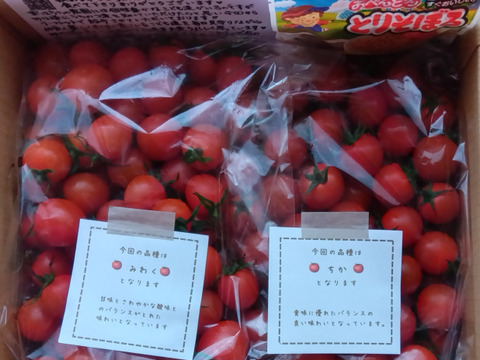 石井食品おまけ付　食卓に笑顔を　真っ赤なみにとまと 1.5kg【トマト食べ比べ】