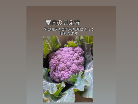 🌸紫カリフローレ🌸