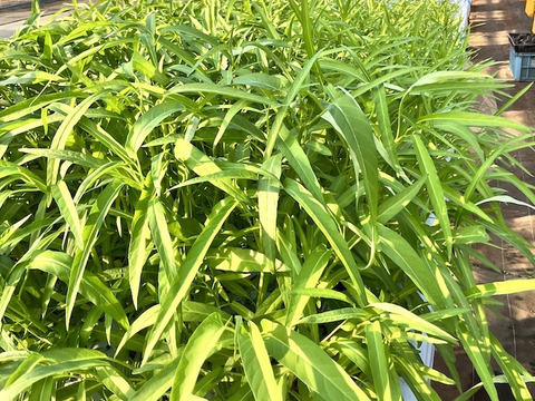 Amazon.co.jp: 【朝市場直行】茨城県ほか エンサイ 空心菜 空芯