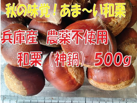 農薬不使用栽栽培　兵庫産　ホクホク甘い和栗（神鍋）　500ｇ②