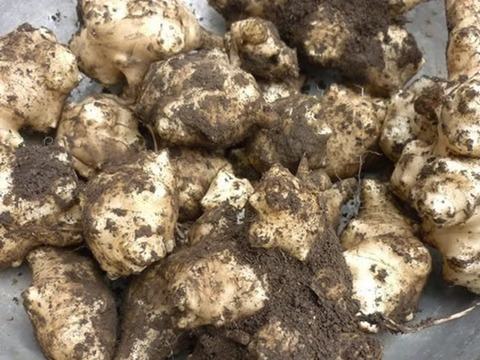 農薬不使用【菊芋粉末&菊芋茶】化学肥料不使用・パウダー微粉末とお茶