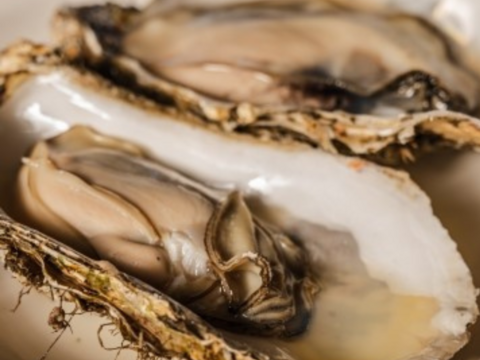 【生牡蠣】【生食用】三重県産 浦村かき カンカン焼き（殻付き Mサイズ牡蠣 約40個前後、約4キロ入り）
牡蠣 カキ 貝類 海鮮 BBQ お歳暮 熨斗対応　海のミルク【冬ギフト】