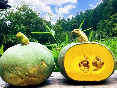 5kg自然栽培の固定種🎃東京南瓜！農薬不使用！無肥料！かぼちゃ