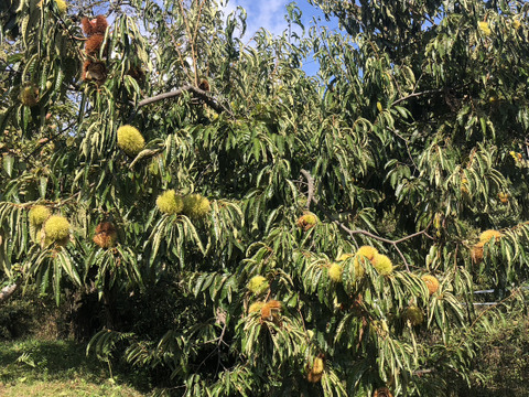 甘‼️【氷温熟成中】本場能勢栗“岸根（がんね）”2L🌰1kg 《11/19発送開始！》
