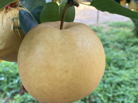 【鳥取県オリジナル品種】 新甘泉　梨　約3kg