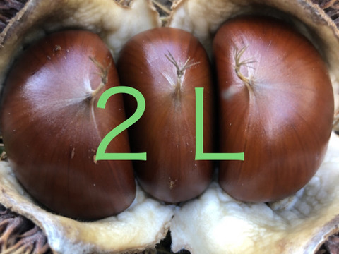 kayoriさまご予約専用 大分県産 銀寄 生栗 4kg kayoriさまご予約専用 大分県産 銀寄 生栗 4kg