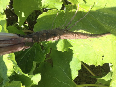 【まとめ買い用】当農園オススメ☆サラダごぼう１本☆アクがなく柔らかく美味しいごぼう☆数本まとめ買いも👌