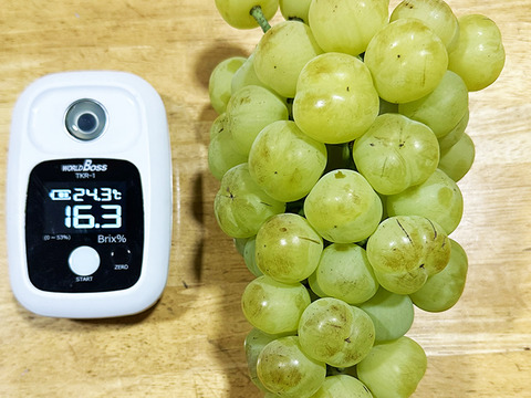 【訳あり】さわやかな甘さ！岡山県産瀬戸ジャイアンツ（約1.5kg、3~4房）