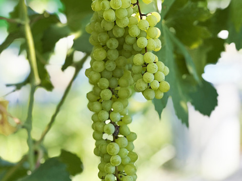 【ドライフルーツ】凝縮された甘さ！軸付き干しぶどう（ネヘレスコール、約100g）