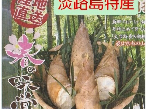 ４月より発送　朝堀竹の子 4.0K　米糠付箱入り