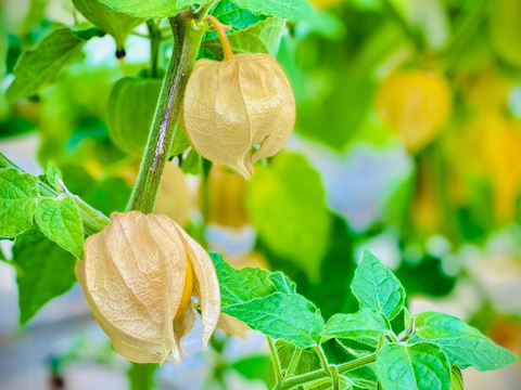 『芳醇でトロピカルな香りと旨味』ゴールデンベリーペールエール（クラフトビール）330ml×3本入り
