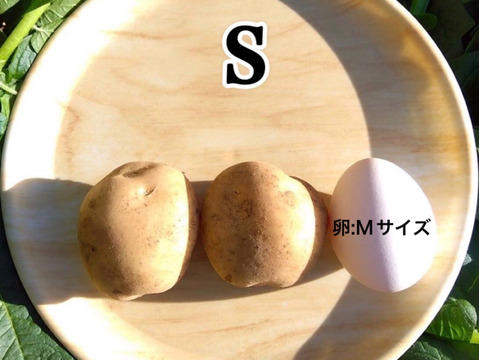 【期間限定】種子島産 新じゃが(SML)＆熟成安納芋B品(M~2Lサイズ) セット ｜1箱2kg(箱別)