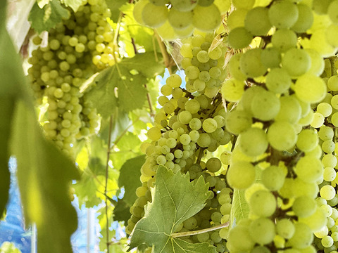 【ドライフルーツ】凝縮された甘さ！軸付き干しぶどう（ネヘレスコール、約100g）