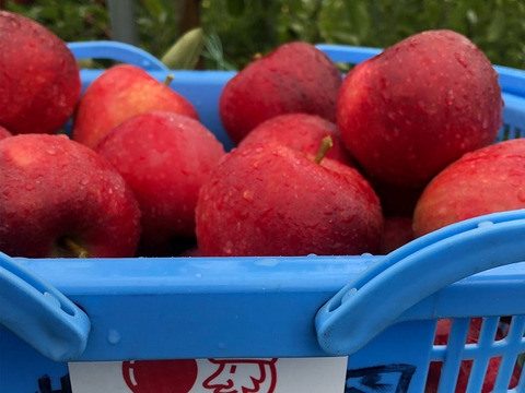 恋空(こいぞら)　家庭用約5キロ　真夏の本格派りんご！　お盆頃に収穫・発送　2023年産最初のりんごを是非！
