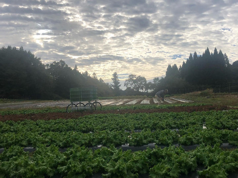 有機リーフレタス　赤、緑でサラダセット1kg