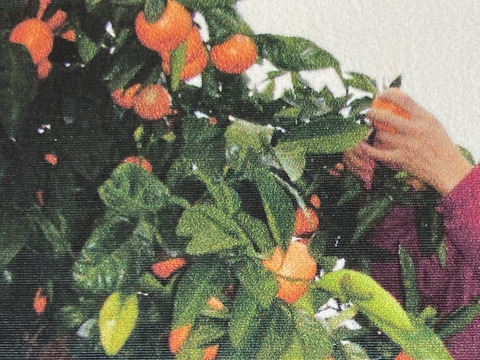 佐賀県産　高糖度登録園みかん！家庭用10ｋｇ