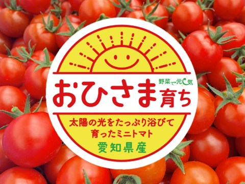 ◆愛知県豊橋市◆太陽の光と天然アミノ酸パワーで「甘味と酸味のバランスが良くしっかり味」のおひさま育ちのミニトマト（1.8kg）