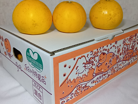 【新品種/超希少】とっても甘いグレープフルーツ2kg（８個前後）　和歌山県産　サイズ混合　農薬節減