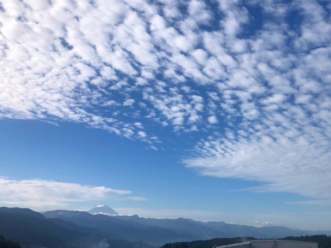 NEW★10月上旬発送特別追加（山梨県産 シャインマスカット 約1.6㎏）