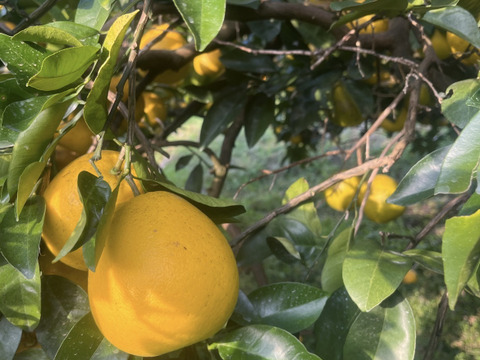 熊本県産 早摘み 訳あり 河内晩柑 9kg