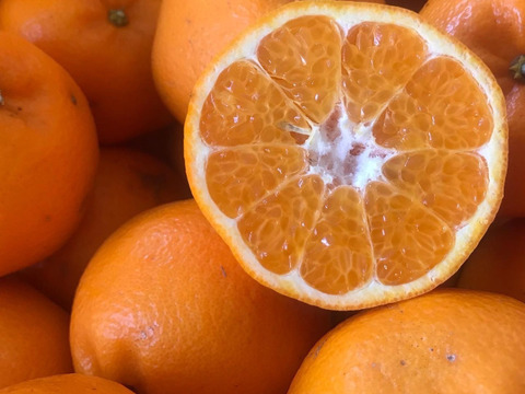 農家の手作りマーマレード【はるみ】100g×3個セット