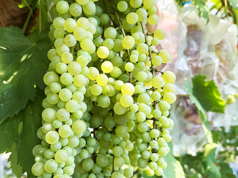 【ドライフルーツ】凝縮された甘さ！軸付き干しぶどう（ネヘレスコール、約100g）