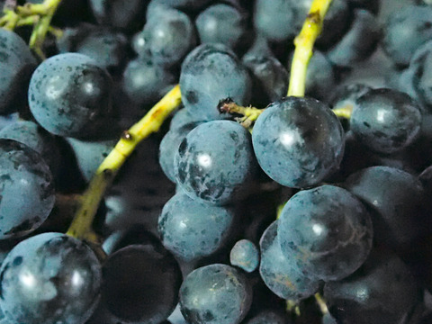 濃厚な甘さ皮まで美味！ナガノパープル4kg（9～16房）※長野県認証/農薬節減栽培（信州の環境にやさしい農産物認証）