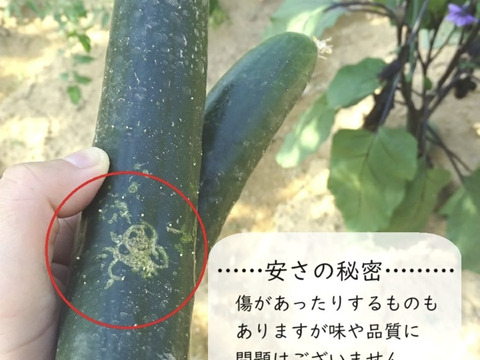 お任せ夏野菜4〜7品目　60サイズ