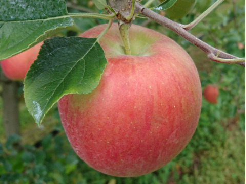 【金の蜜】同品種リンゴジュース2本セット（商品説明から在庫のある品種を選び、特記事項にご記入ください）