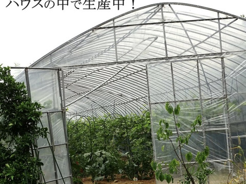 焼肉を巻き巻き岡山県産の青１０枚