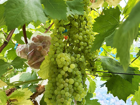 世界最大最古ぶどう！岡山県産ネヘレスコール（1～2房）