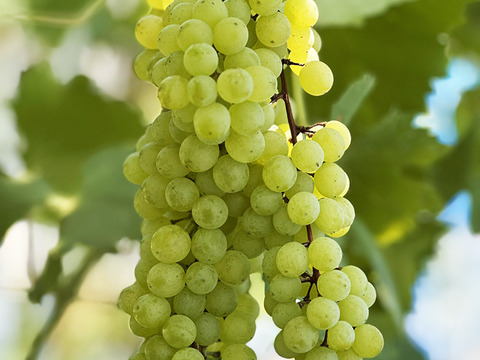 【ドライフルーツ】凝縮された甘さ！軸付き干しぶどう（ネヘレスコール、約100g）