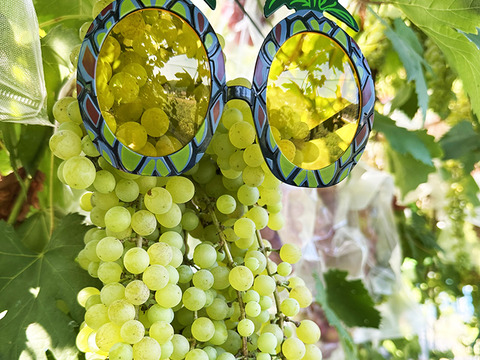 世界最大最古ぶどう！岡山県産ネヘレスコール（1～2房）