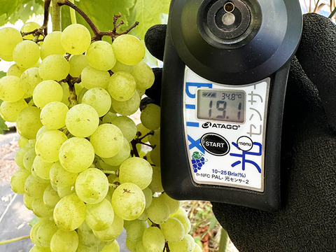 世界最大最古ぶどう！岡山県産ネヘレスコール（1～2房）