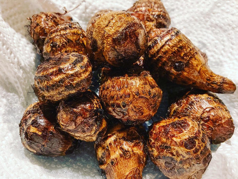 『里芋のポテンシャル！』自然栽培の里芋（石川早生＆土垂＆カラドリ芋のmix）お得な 土付き約3kg
