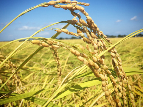 ☆白米☆農薬化学肥料不使用・天日干し乾燥のお米  10kg【光 ~HIKARI~】
