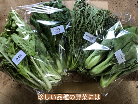 九州産 春夏野菜セット 80サイズ